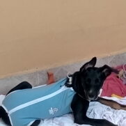 Cachorro porte grande para adoção em São Paulo - São Paulo