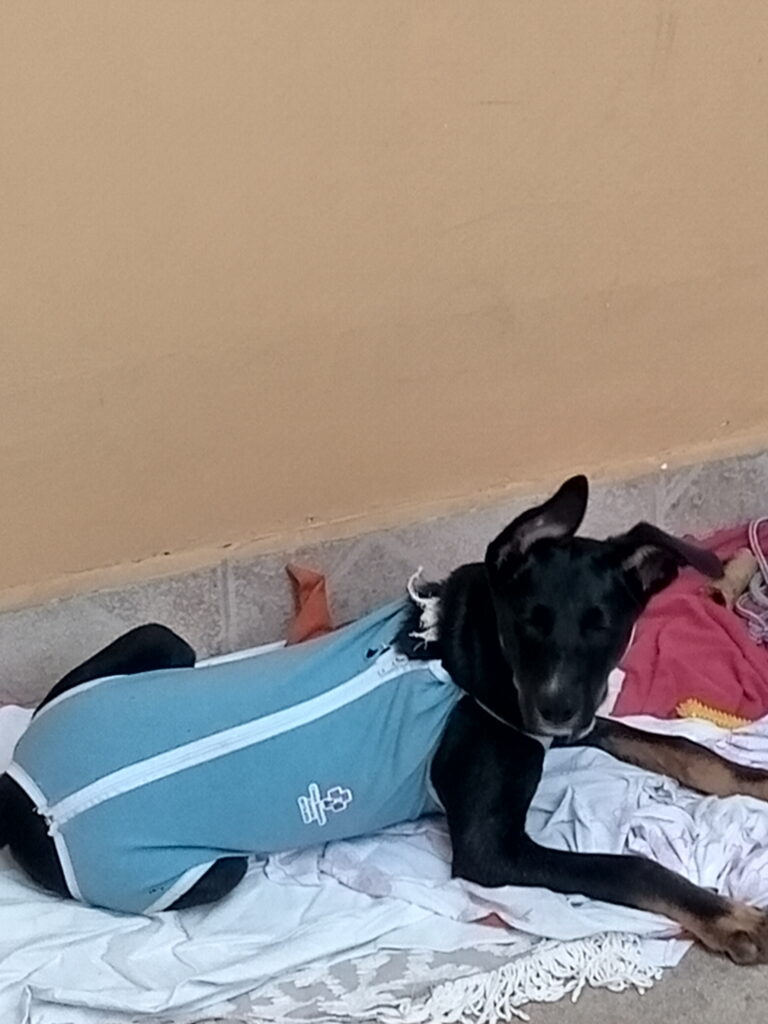 Cachorro Grande para adoção em São Paulo - São Paulo