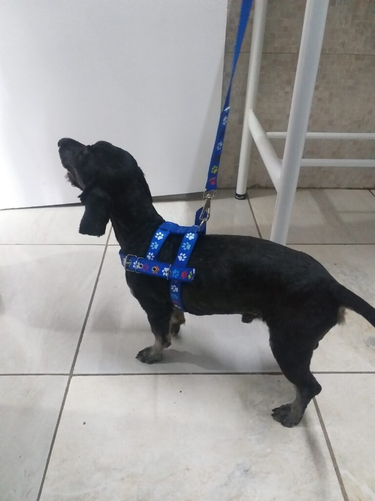 Cachorro Médio para adoção em Goiânia - Goiás