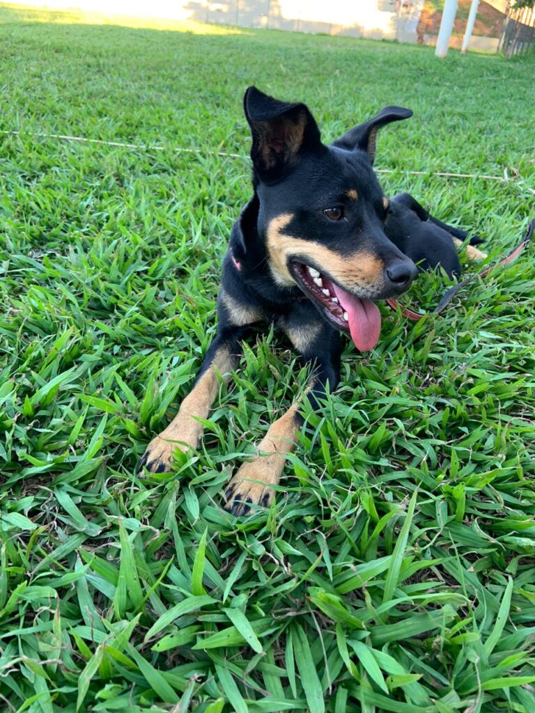 Cachorro Médio para adoção em São José do Rio Preto - São Paulo