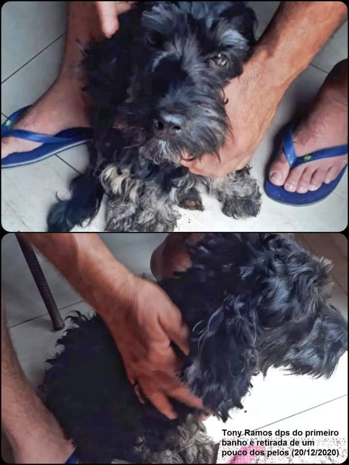 Cachorro Médio para adoção em Goiânia - Goiás