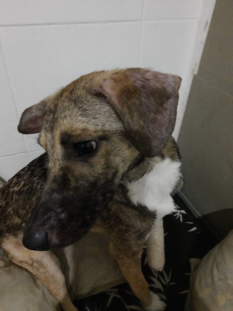 Cachorro Médio para adoção em São Paulo - São Paulo