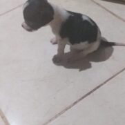 Cachorro porte pequeno para adoção em Brasília - Distrito Federal