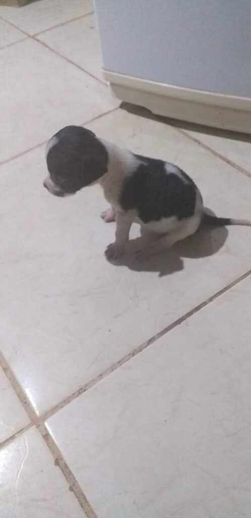 Cachorro Pequeno para adoção em Brasília - Distrito Federal