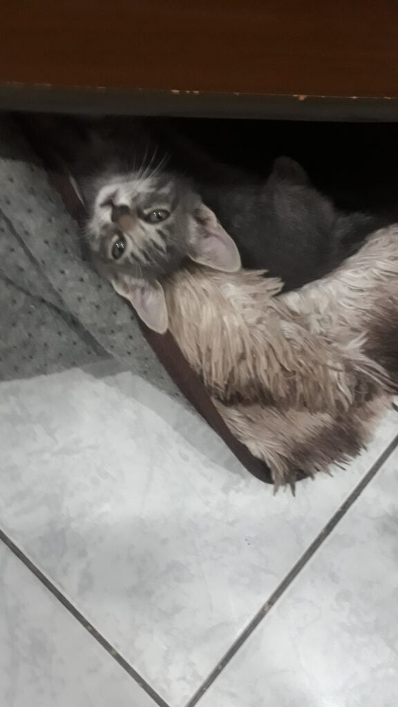 Gato Pequeno para adoção em Goiânia - Goiás