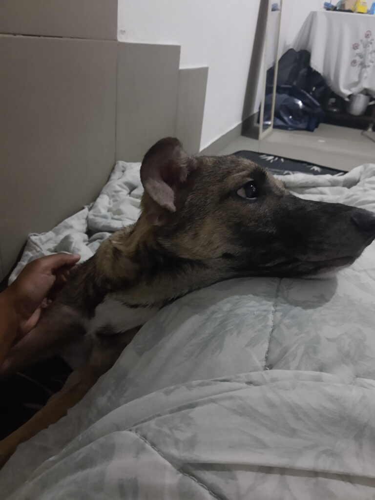 Cachorro Médio para adoção em São Paulo - São Paulo