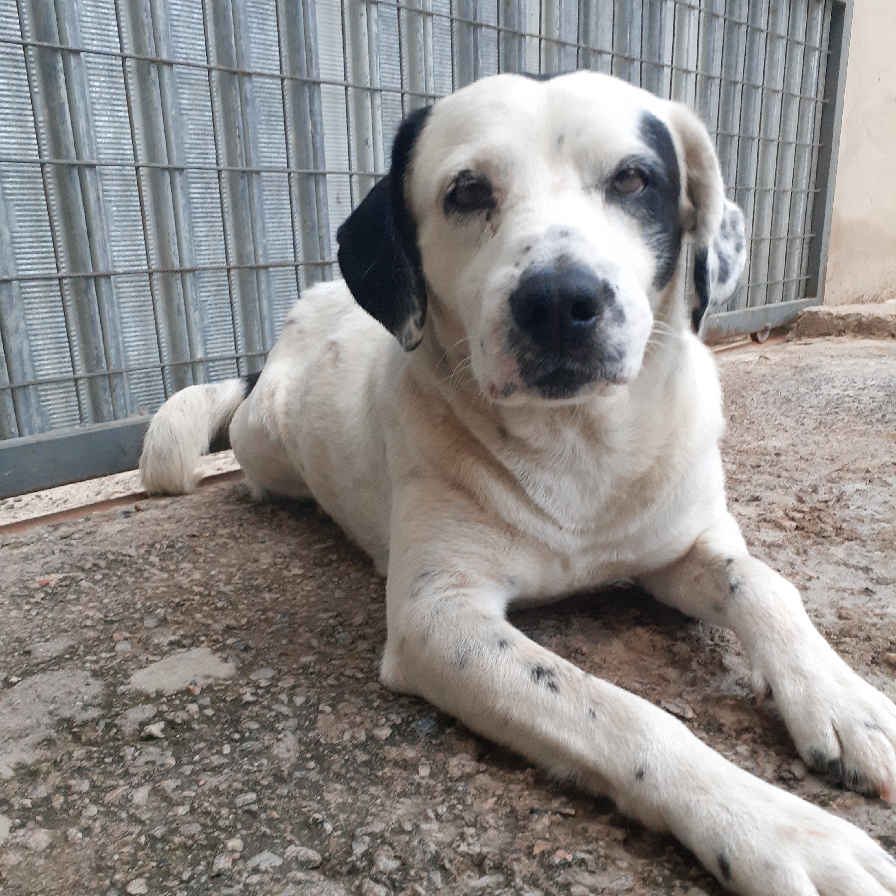 Cachorro porte medio para adoção em Sorocaba - São Paulo