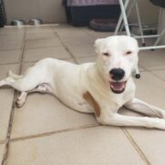 Cachorro porte medio para adoção em Sorocaba - São Paulo