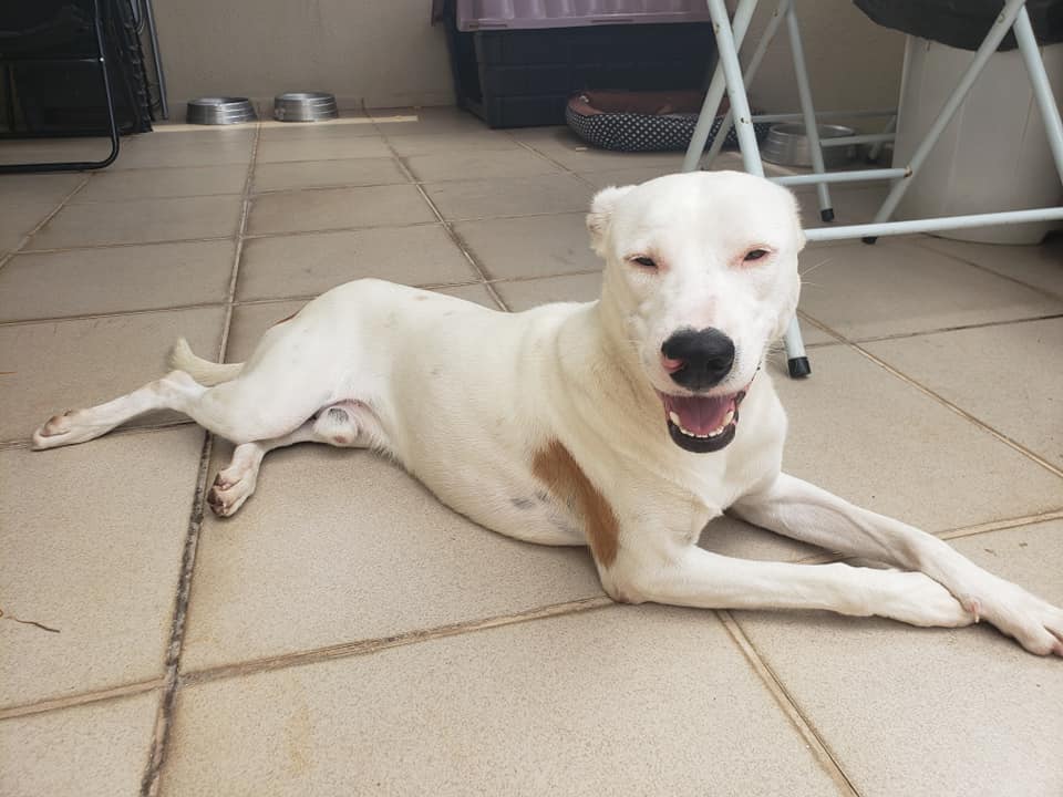 Cachorro Médio para adoção em Sorocaba - São Paulo