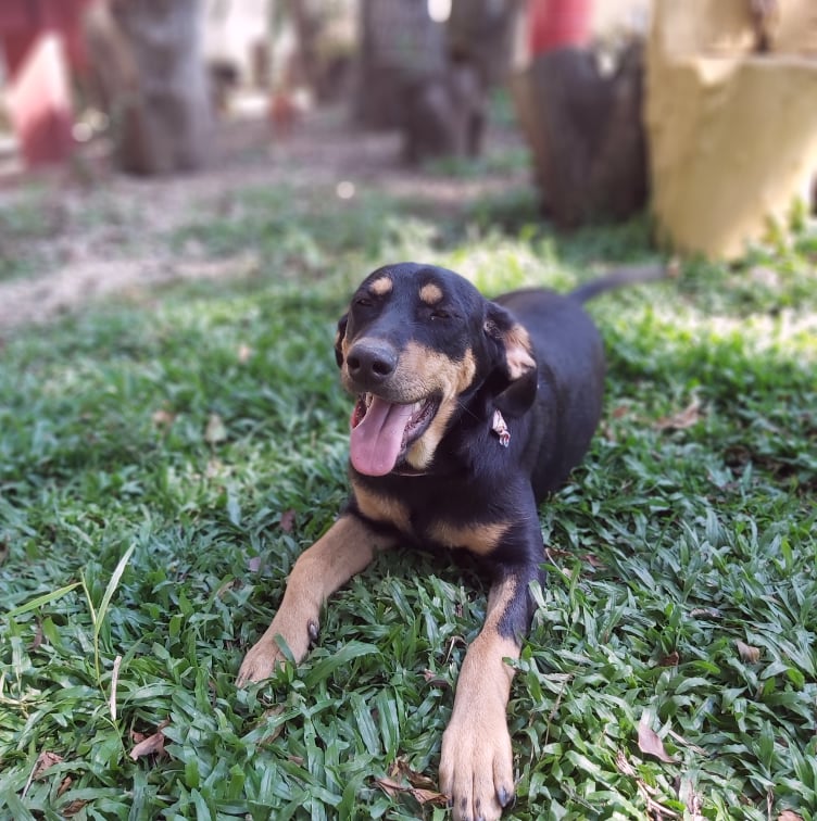 Cachorro Médio para adoção em Curitiba - Paraná