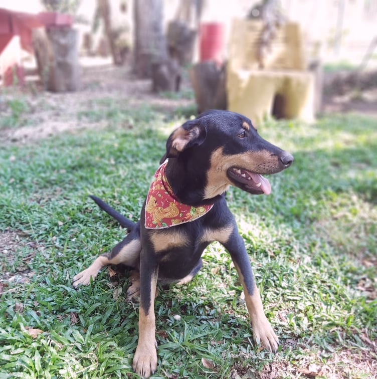 Cachorro Médio para adoção em Curitiba - Paraná