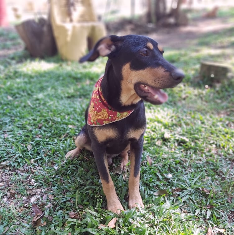 Cachorro Médio para adoção em Curitiba - Paraná