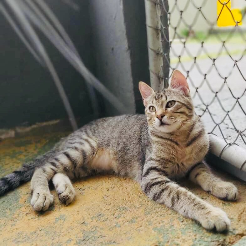 Gato Pequeno para adoção em Curitiba - Paraná