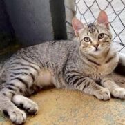 Gato porte pequeno para adoção em Curitiba - Paraná