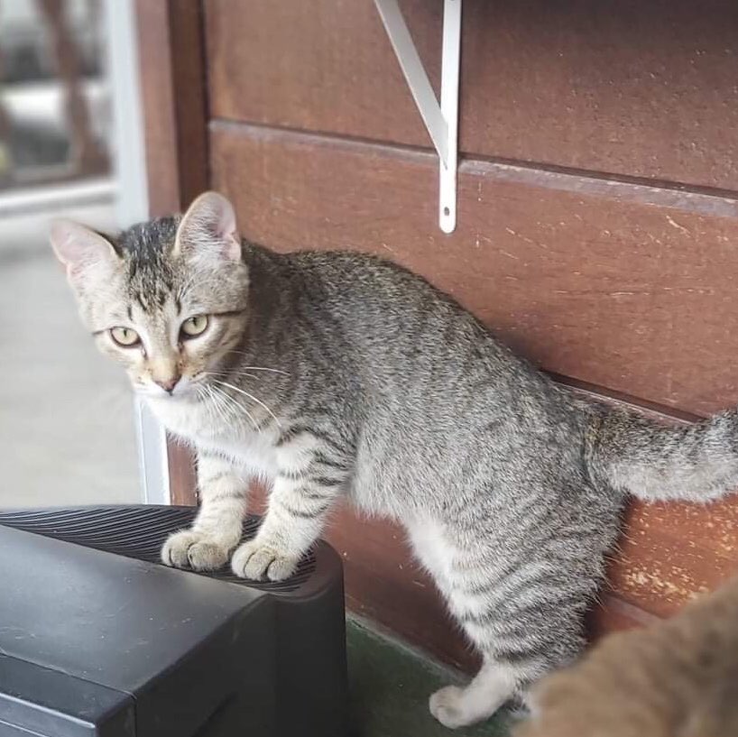 Gato Pequeno para adoção em Curitiba - Paraná