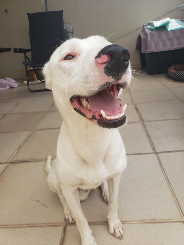 Cachorro Médio para adoção em Sorocaba - São Paulo