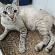 Gato porte pequeno para adoção em Embu - São Paulo