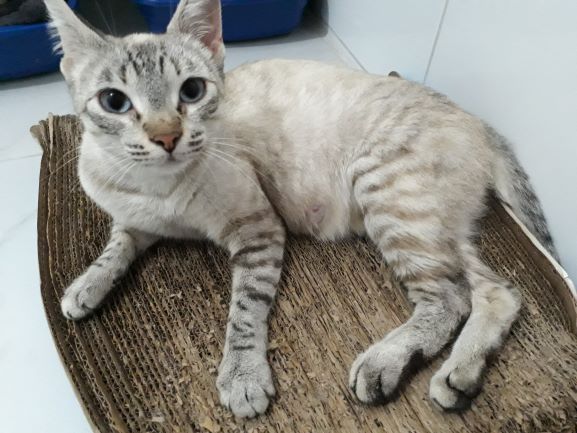 Gato Pequeno para adoção em Embu - São Paulo