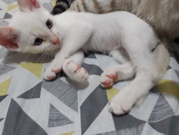 Gato Pequeno para adoção em Embu - São Paulo