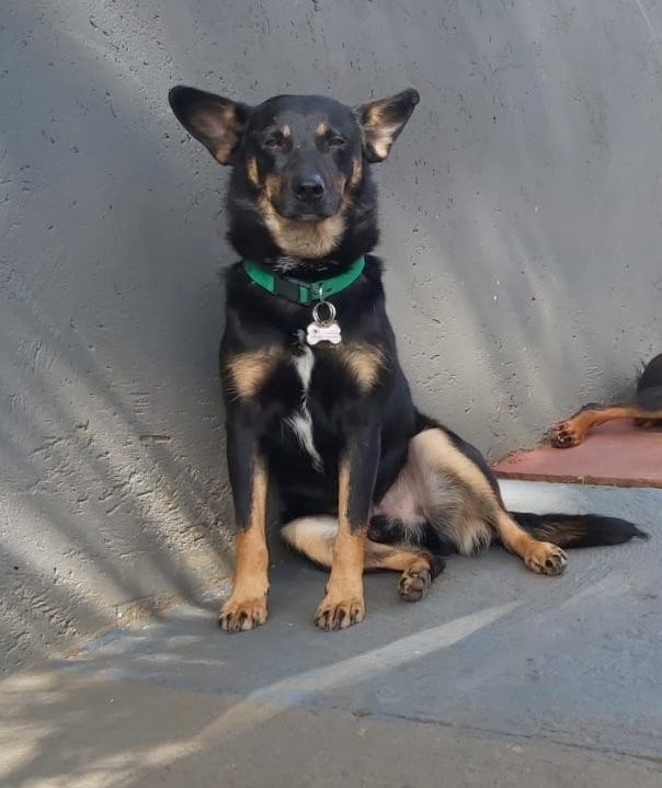 Cachorro Médio para adoção em Curitiba - Paraná