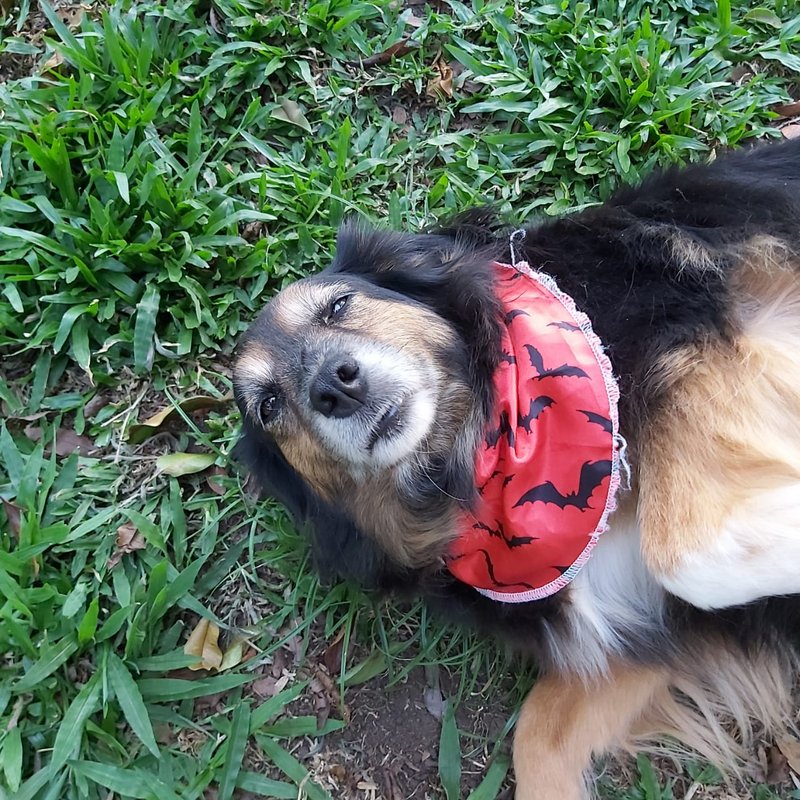 Cachorro Médio para adoção em Curitiba - Paraná