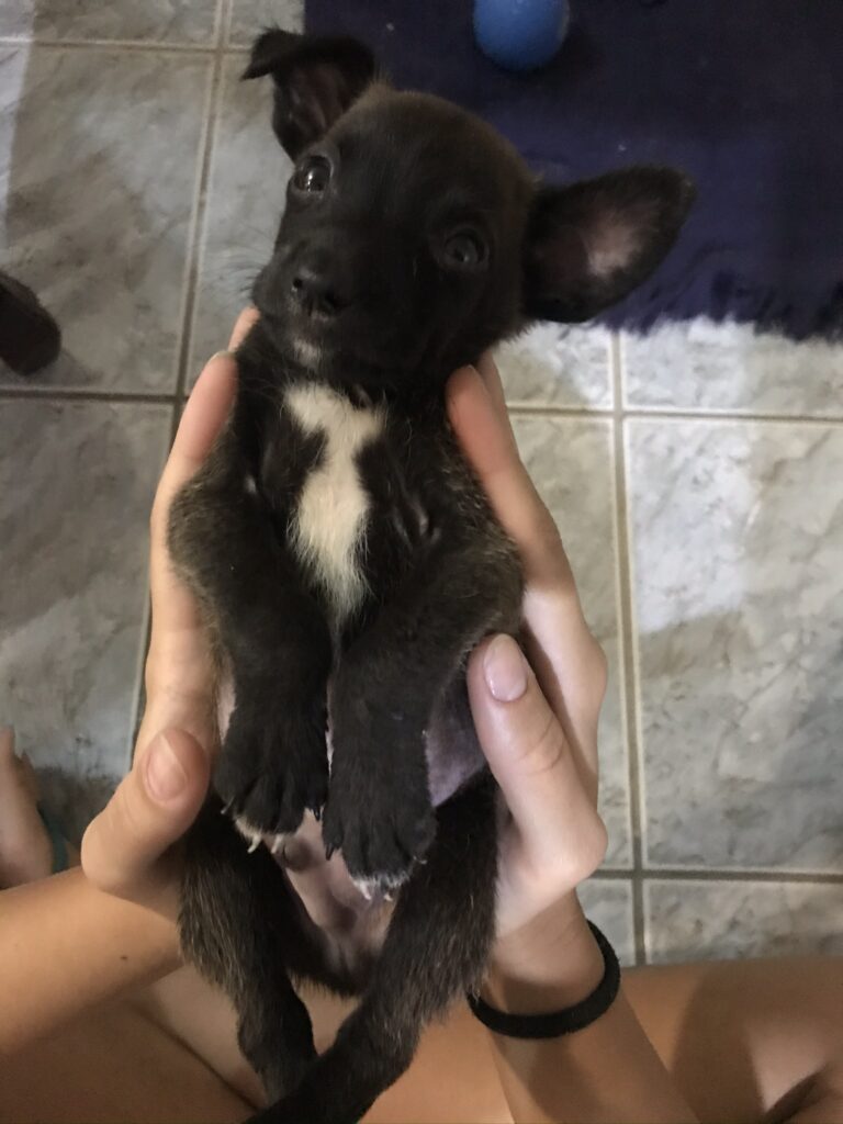 Cachorro Pequeno para adoção em Mogi das Cruzes - São Paulo