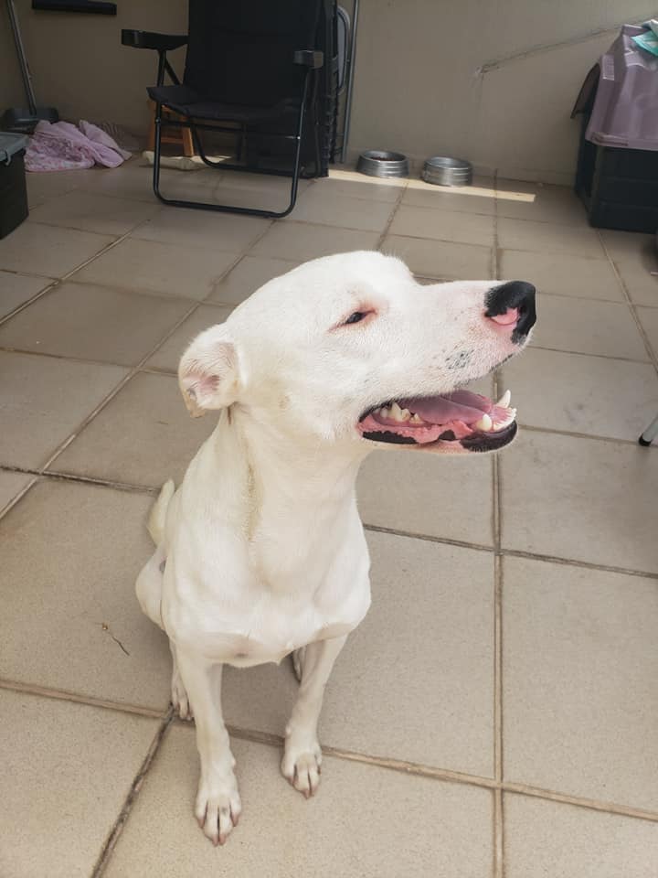 Cachorro Médio para adoção em Sorocaba - São Paulo