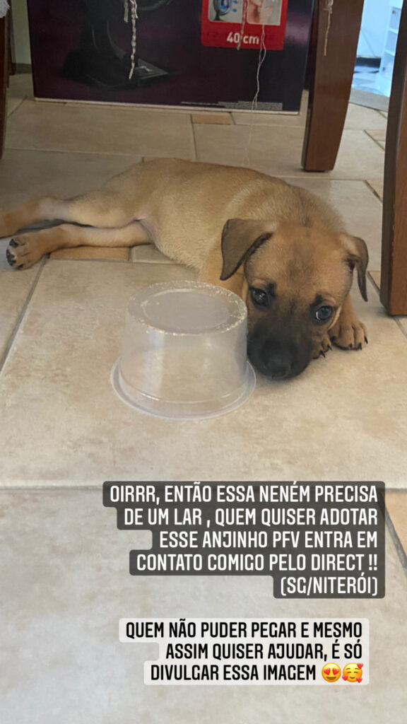 Cachorro Médio para adoção em São Gonçalo - Rio de Janeiro