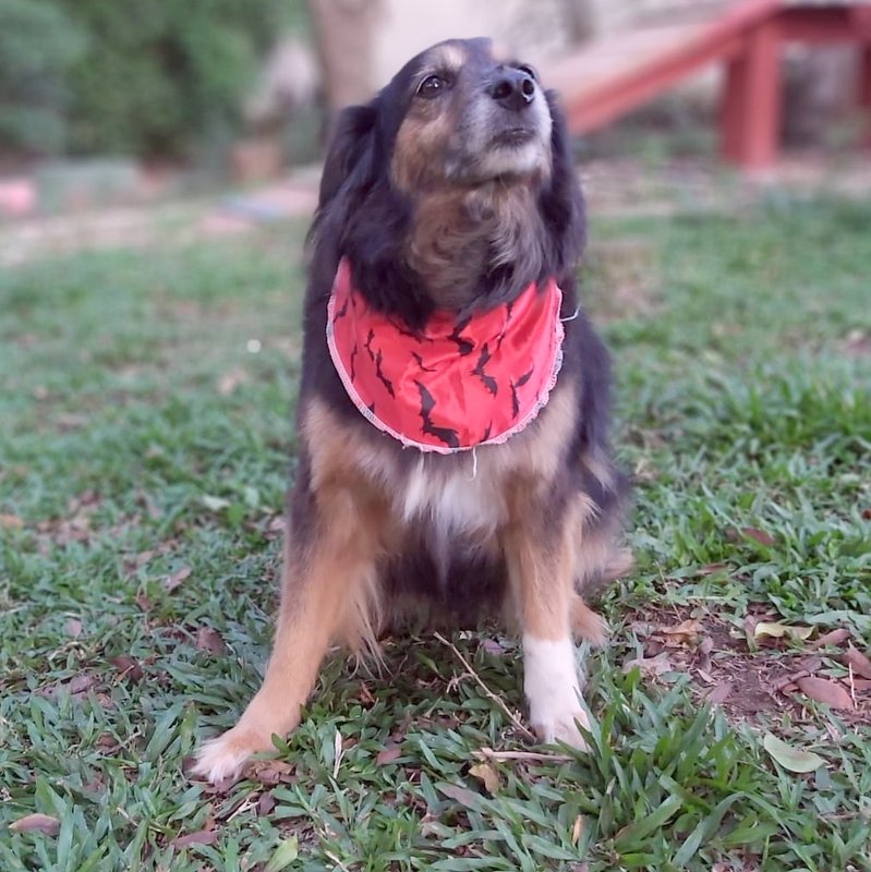 Cachorro Médio para adoção em Curitiba - Paraná