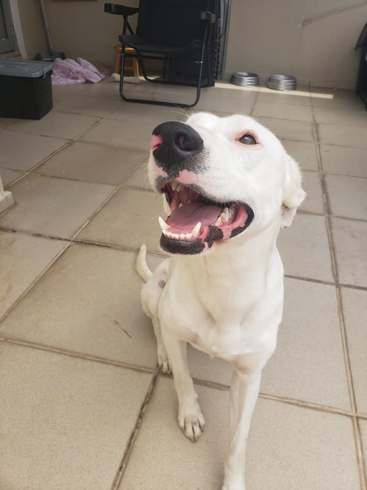 Cachorro Médio para adoção em Sorocaba - São Paulo