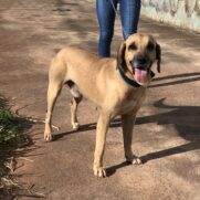 Cachorro porte grande para adoção em Valparaíso de Goiás - Goiás