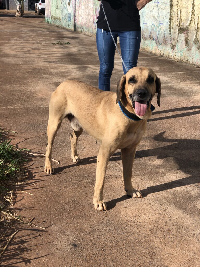 Cachorro Grande para adoção em Valparaíso de Goiás - Goiás