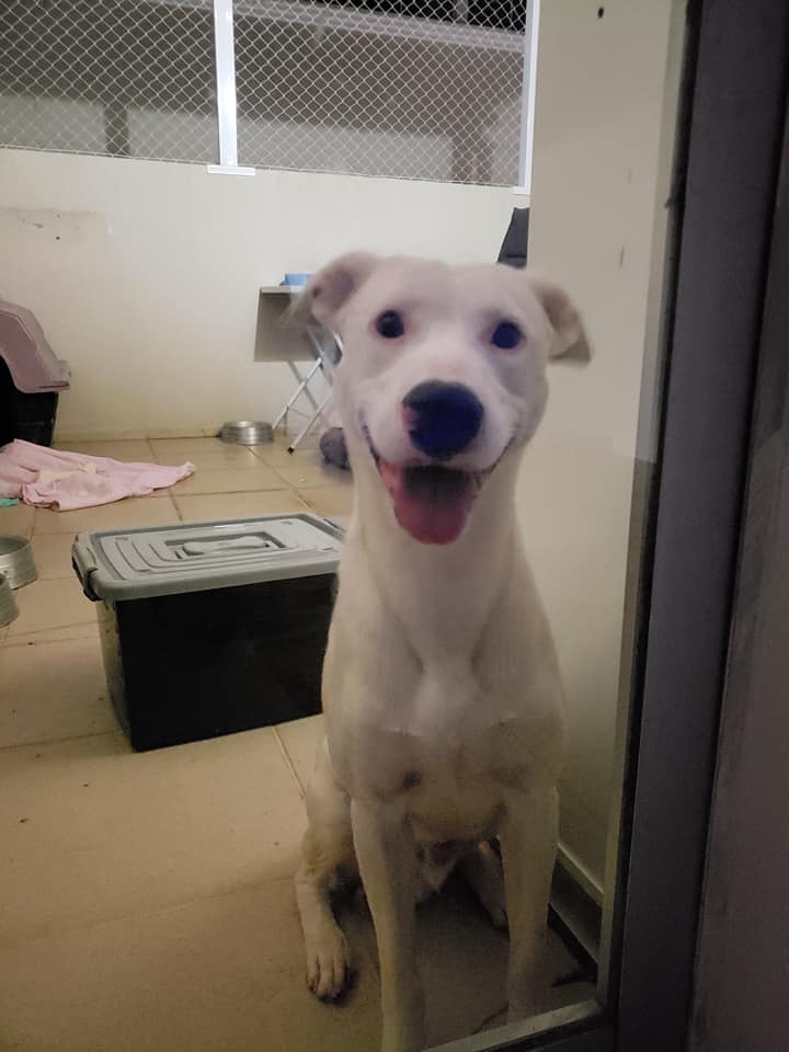 Cachorro Médio para adoção em Sorocaba - São Paulo