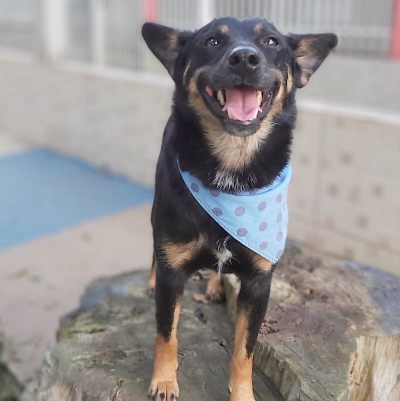 Cachorro Médio para adoção em Curitiba - Paraná