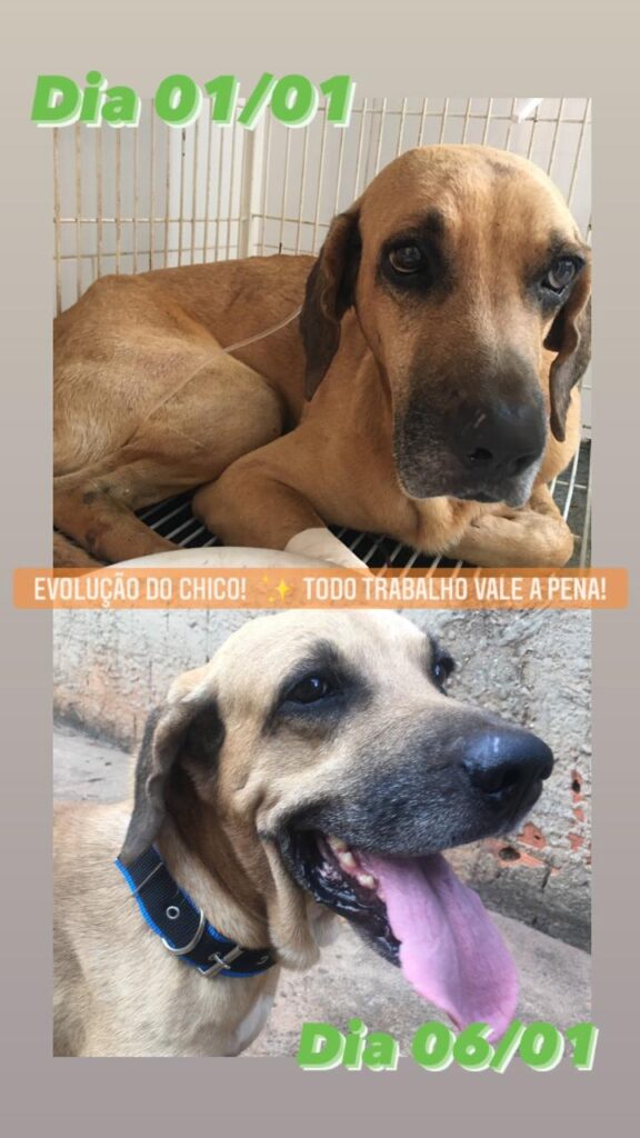 Cachorro Grande para adoção em Valparaíso de Goiás - Goiás