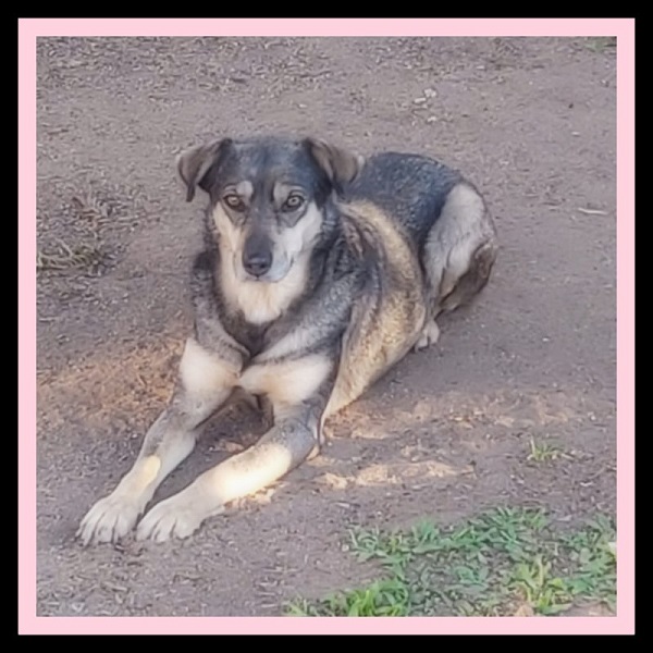 Cachorro Médio para adoção em Curitiba - Paraná