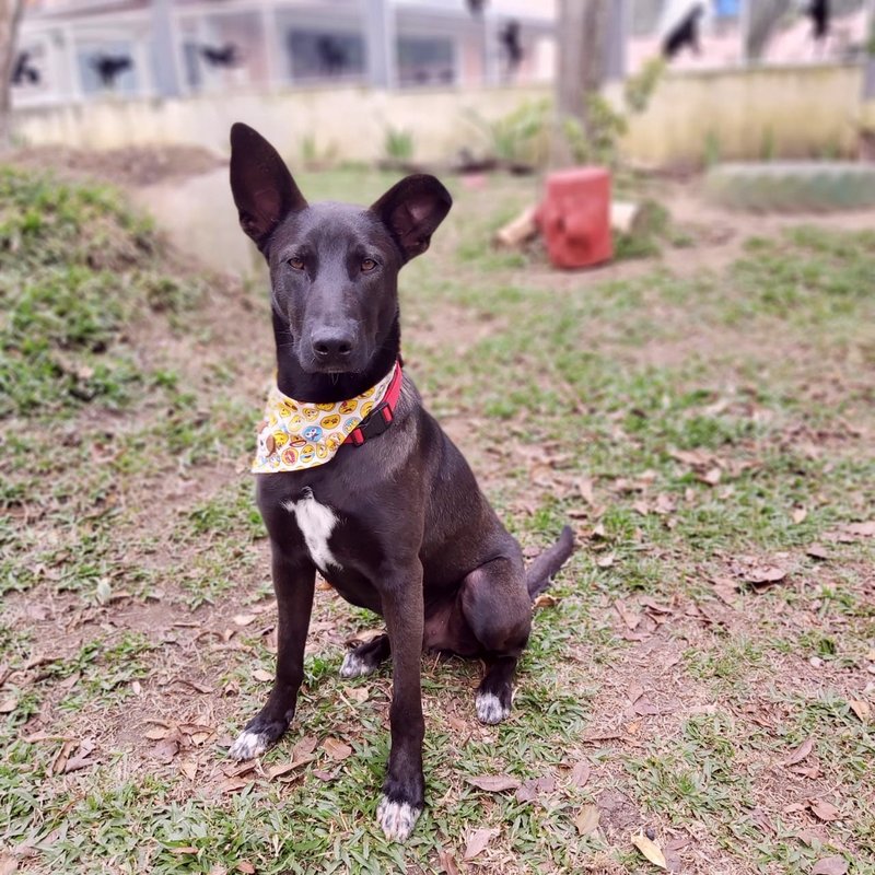 Cachorro Grande para adoção em Curitiba - Paraná