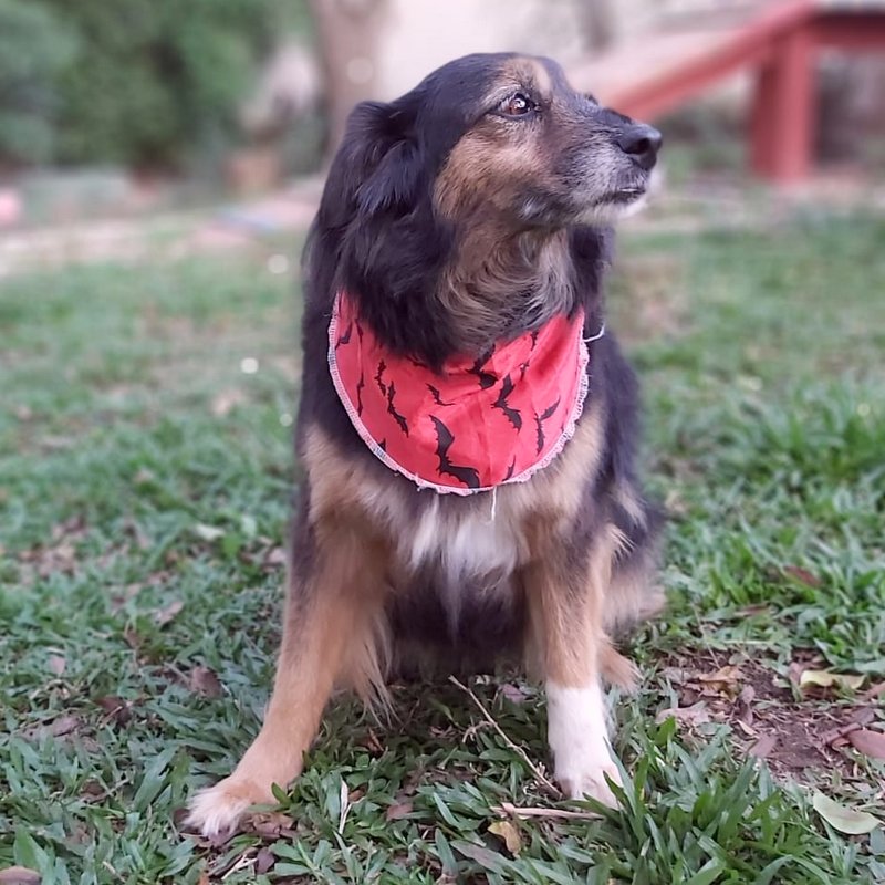 Cachorro Médio para adoção em Curitiba - Paraná