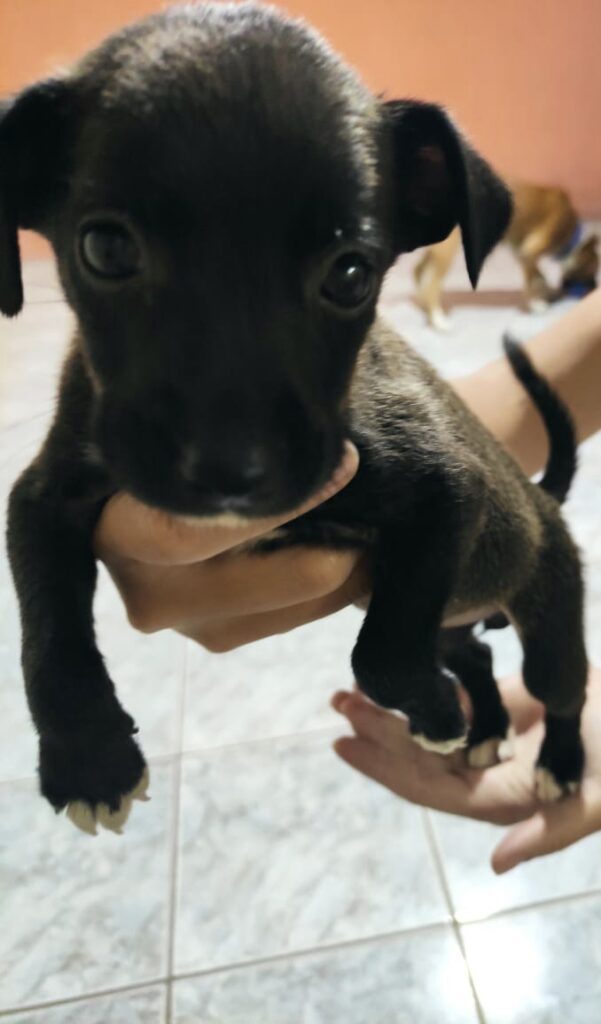 Cachorro Pequeno para adoção em Mogi das Cruzes - São Paulo