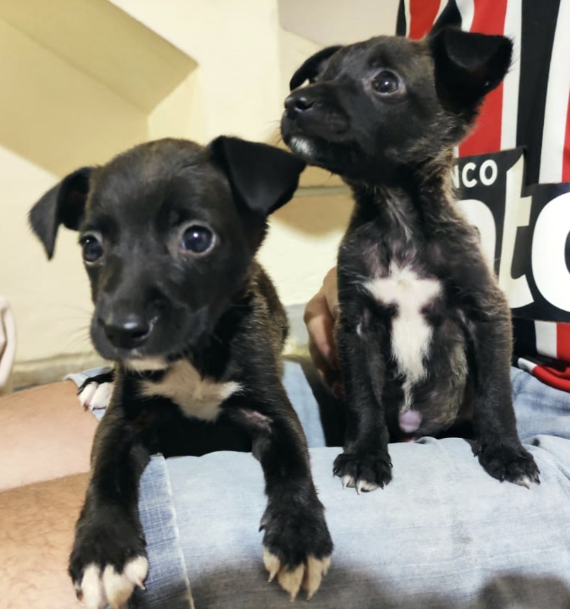 Cachorro Pequeno para adoção em Mogi das Cruzes - São Paulo