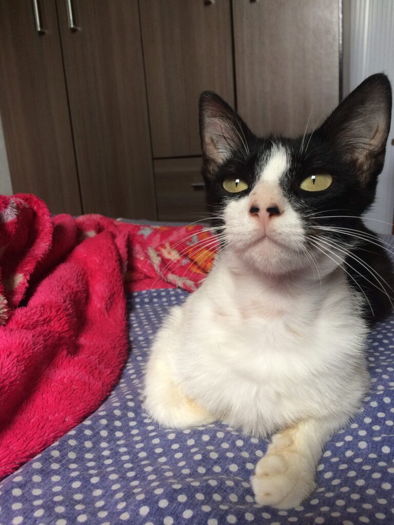 Gato Pequeno para adoção em Porto Alegre - Rio Grande do Sul