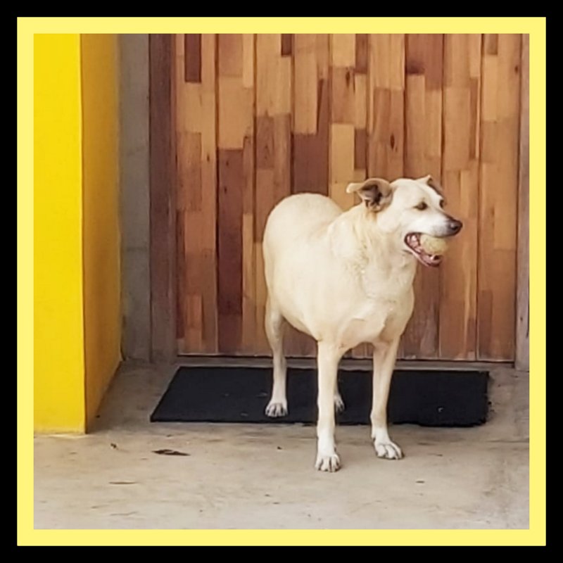 Cachorro Grande para adoção em Curitiba - Paraná