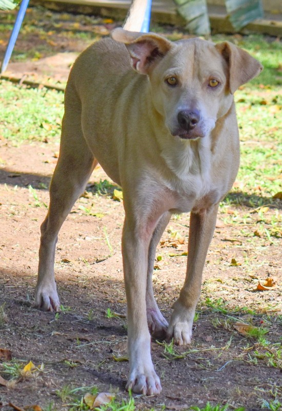 Cachorro Grande para adoção em Curitiba - Paraná