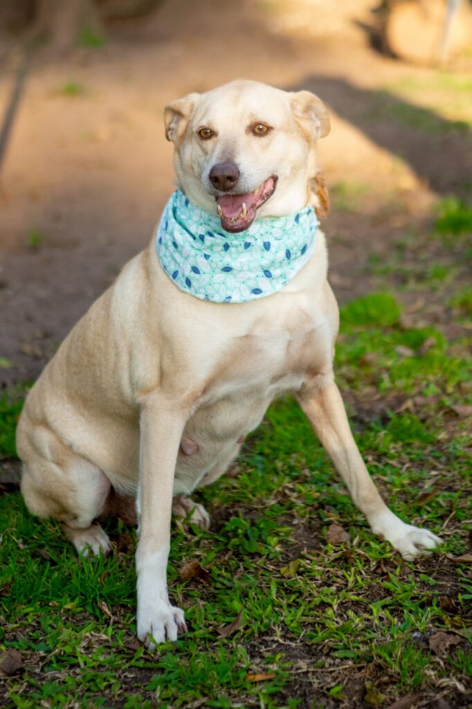 Cachorro Grande para adoção em Curitiba - Paraná