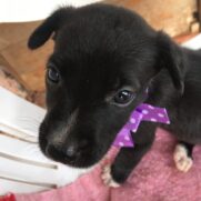 Cachorro porte medio para adoção em Brasília - Distrito Federal