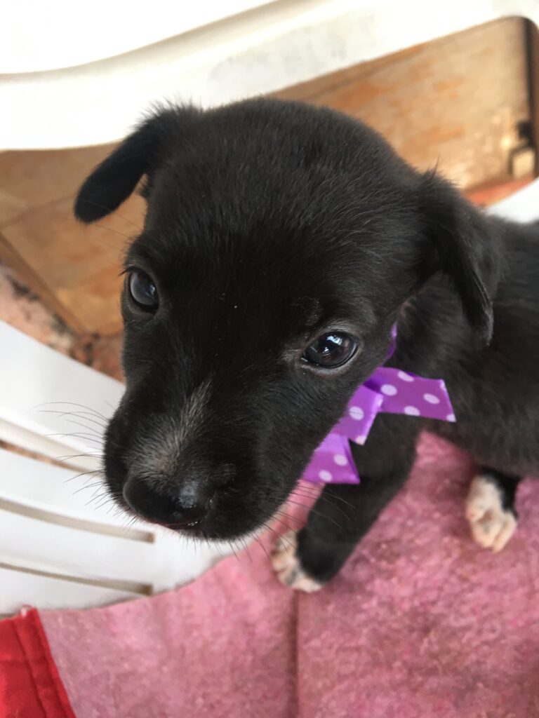 Cachorro Médio para adoção em Brasília - Distrito Federal