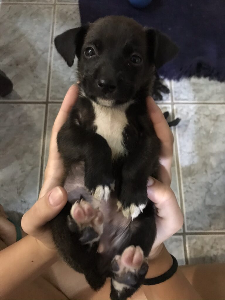 Cachorro Pequeno para adoção em Mogi das Cruzes - São Paulo