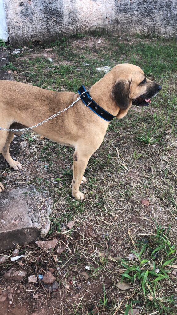 Cachorro Grande para adoção em Valparaíso de Goiás - Goiás