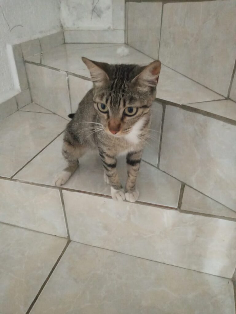 Gato Pequeno para adoção em Taboão da Serra - São Paulo