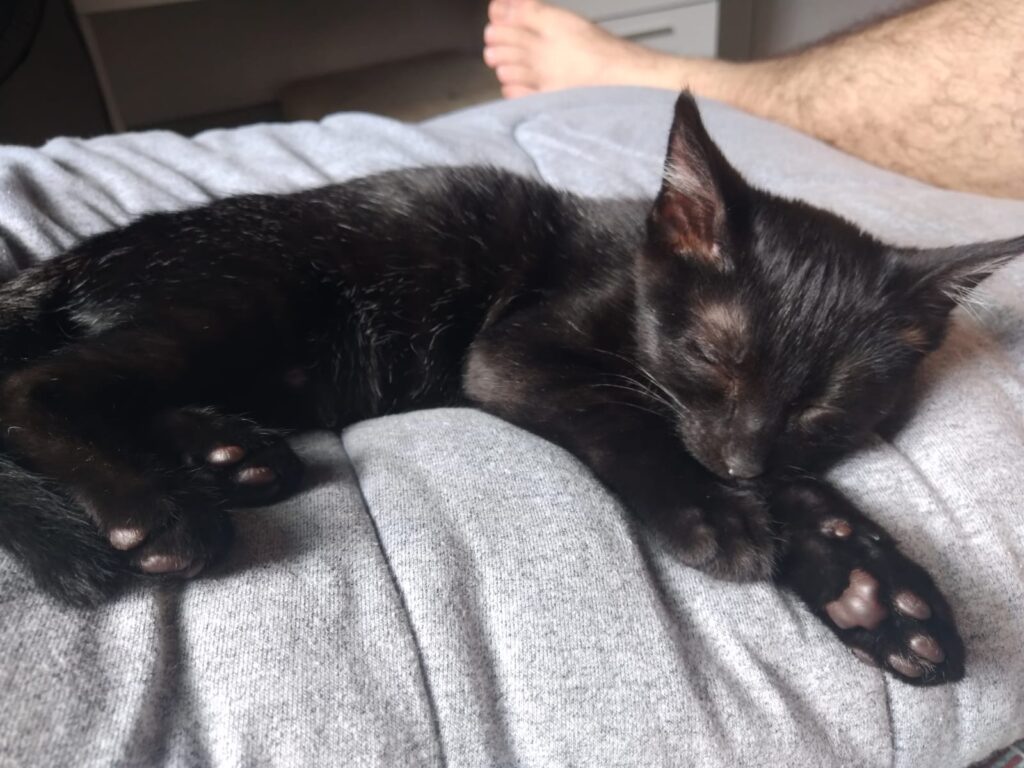 Gato Pequeno para adoção em São Paulo - São Paulo